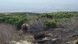 «Я этого парня знал»: мэр Курильска рассказал подробности о трагедии с медведем