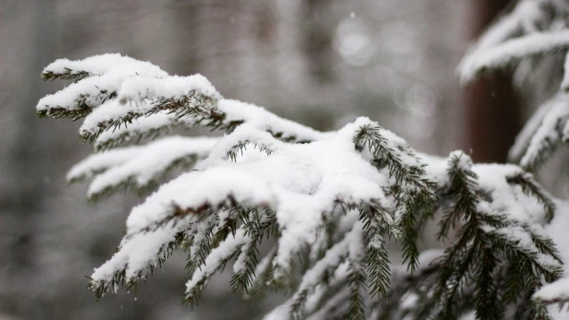 Снег, ветер и морозы до –18 градусов прогнозируют на Сахалине и Курилах 20 января