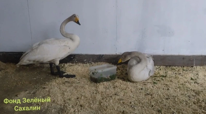 Сотрудники фонда «Зеленый Сахалин» рассказали о причинах повышенной агрессии лебедей