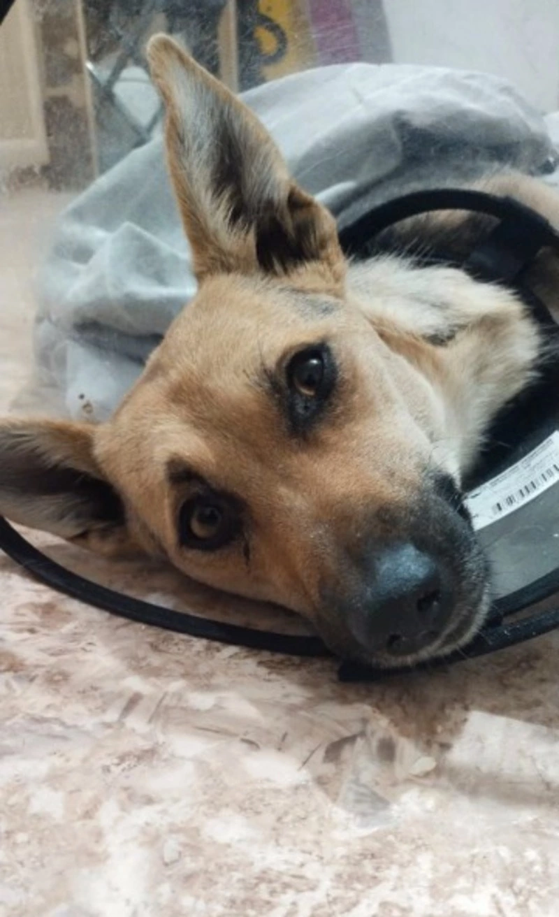 Сбитую в Чехове собаку Мию передали в приют «Пес и кот»