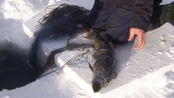 «А вам кто мешает?» Сахалинцы защищают рыбака, который ловит навагу сетью