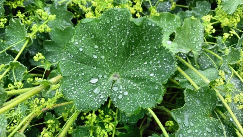 Дождь Сахалину и облака Курилам предсказали синоптики на 19 июля