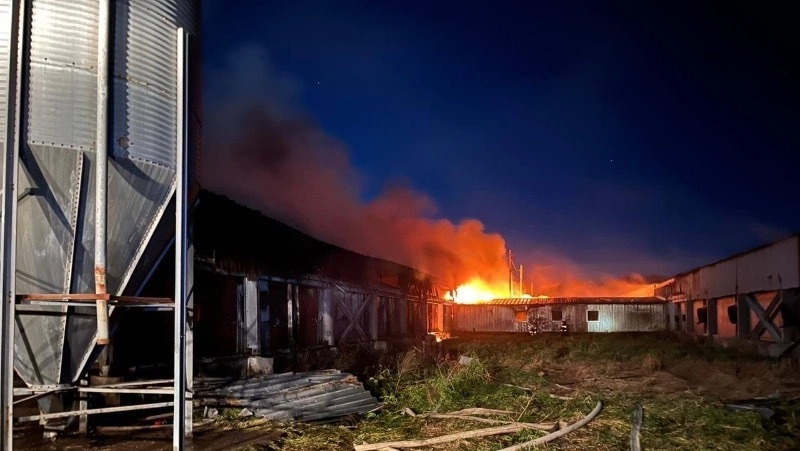 Почти 1500 свиней погибли при пожаре на свинокомплексе «Мерси-Агро» на Сахалине