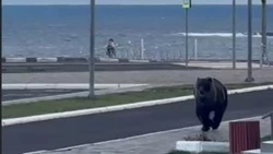 Упитанный медведь пробежал по центру Курильска