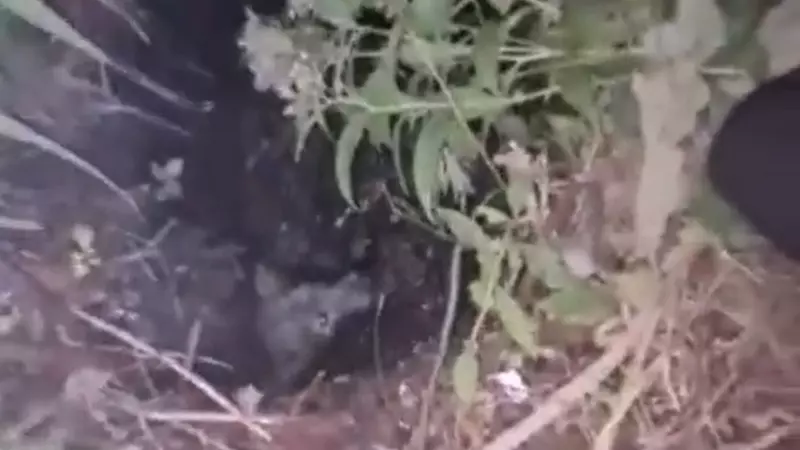 Сахалинцы спасли погибавшую в яме с ледяной водой собаку