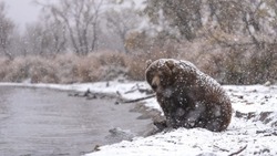 Ученые зафиксировали загадочную гибель медведей на Курильском озере на Камчатке