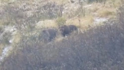 На Курилах засняли вальяжно гуляющих по склонам медведей