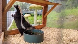 Скунсы Сахалинского зоопарка покрасовались перед посетителями