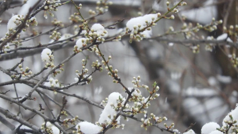 В Южно-Сахалинске теплый весенний день 15 марта испортит холодный ветер