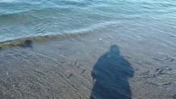 «Кому уек нужен?»: рыбаки показали десятки особей мойвы на пляже Холмска