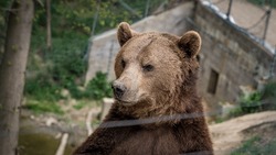 К популярному месту отдыха сахалинцев повадился ходить медведь