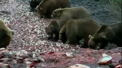 Медведи устроили пир на останках тухлой рыбы к северу от Сахалина