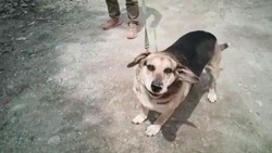 Волонтеры рассказали о состоянии запертой в автомобиле собаки в Южно-Сахалинске   