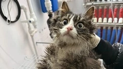 Жестокость на грани: 1 марта, в День кошек, на Сахалине спасли истощенных питомцев