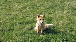 Курильчане любовались нерпами, лисой и рододендроном в бухте Шикотана