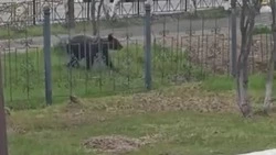 Медвежонок пришел на прогулку в центр Охи