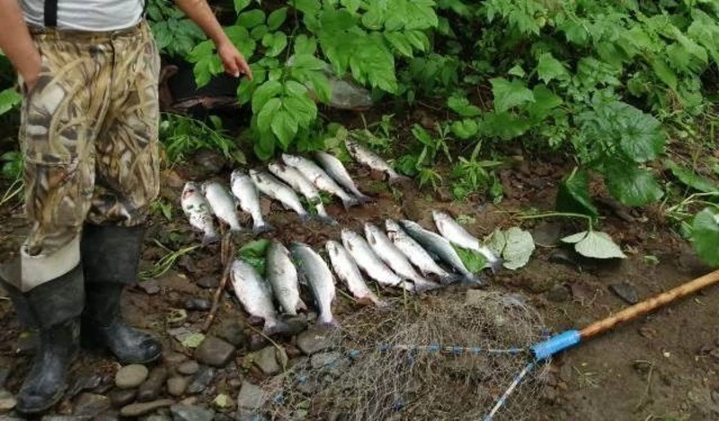 Очередной браконьер с сачком задержан во время ловли горбуши на Сахалине