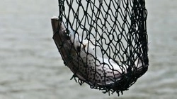 Сахалинская рыбоохрана оштрафовала браконьеров на 88 тысяч рублей за неделю