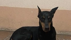 Сахалинская полиция и волонтеры ищут новую семью для дружелюбного добермана