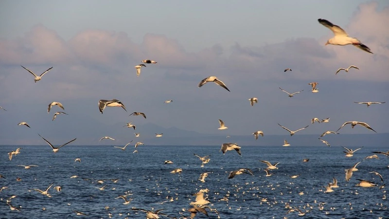 Японские СМИ: Россия не пустит туристов на Итуруп и Кунашир из-за нарушений визового режима