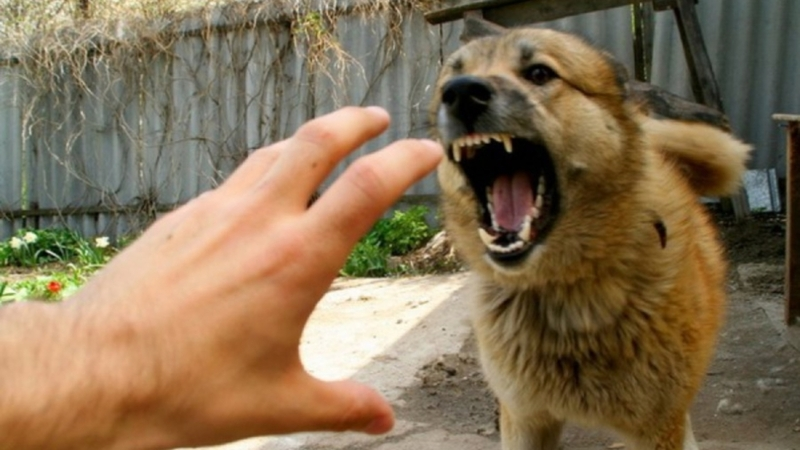 Бездомная собака на Курилах напала на человека и разодрала ему ухо