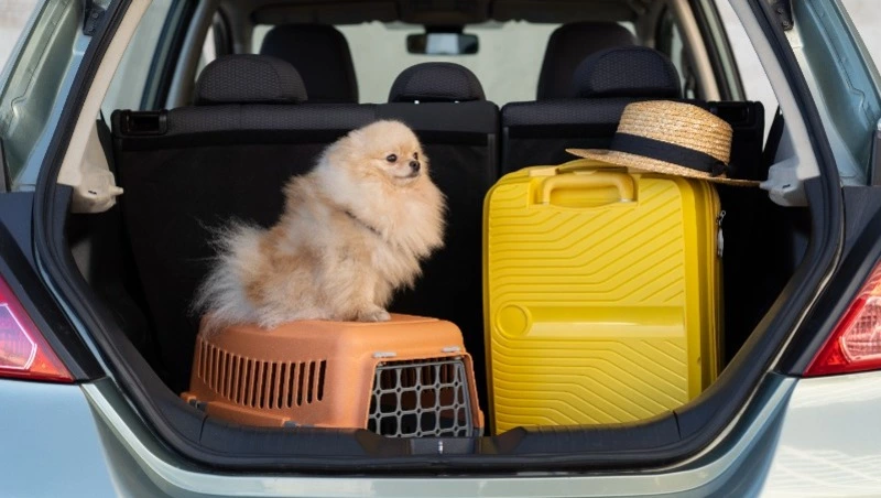 Улетаем в отпуск с питомцем: персональный чек-лист подготовки для сахалинца