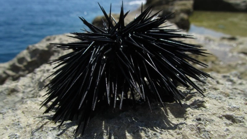 Жителя Сахалина оштрафовали на 103 млн рублей за контрабанду морепродуктов