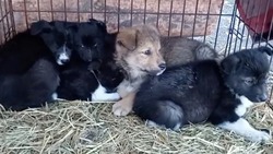 Нужна помощь: пятерых щенков подкинули приюту Поронайска