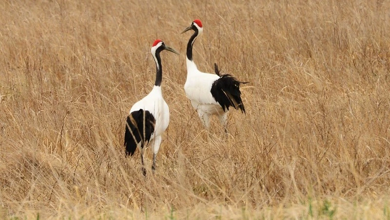 Рожденных на Южных Курилах японских журавлей стало больше