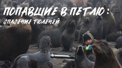 Попавшие в петлю: сахалинские волонтеры, спасавшие котиков, организовали фотовыставку в Петербурге