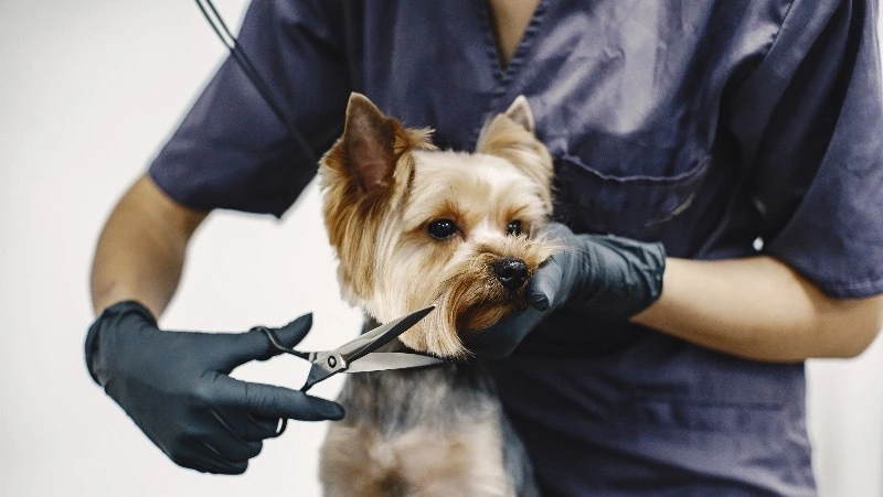 Грумер, медиатор, рерайтер и су-шеф вошли в новый список профессий