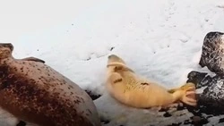 Маленький белек из дальневосточного заповедника похлопал себя ластами и умилил Сеть