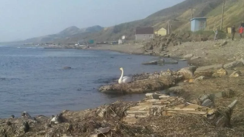 Раненый лебедь прибился к берегам сахалинского Прибоя