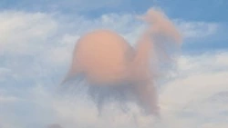 Неизвестное животное в небе Сахалина запечатлел путешественник. ФОТО