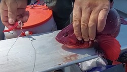 Жители Сахалина поймали десятки рыб без наживки в заливе Мордвинова