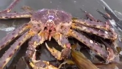 Живого камчатского краба выбросило на берег Сахалина 