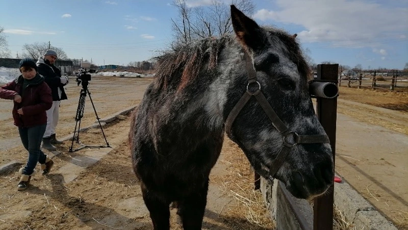 Самая старая кобыла в России из конно-спортивного клуба «Золотой Мустанг» отметила 50-летие 