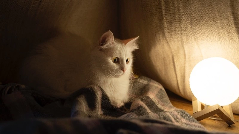 Жители сотни квартир в Южно-Сахалинске проведут 9 февраля без света 