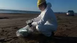 "Еще 2,5 километра". Берег Сахалина пытаются очистить от нефтепродуктов