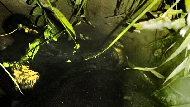 В Охе корова металась около колодца, на дне которого кричала от боли ее подруга