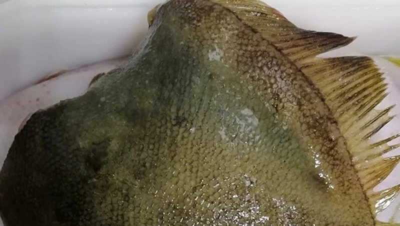 Свежую камбалу по доступной цене привезли в Томари 9 октября