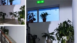 Жители Курил превратили свой подъезд в ботанический сад