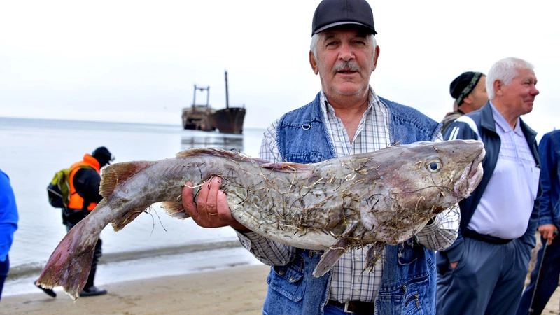На соревнованиях между рыбаками в Углегорске акулы воровали снасти