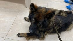 «Немножко страшно»: собаке Пальме из сахалинского приюта требуется человеческая забота и любовь