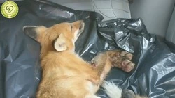 Хитрый лис без шансов на жизнь: как сахалинские врачи спасли дикого зверя