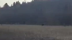 Житель Сахалина заснял на камеру двоих медвежат в Макаровском районе