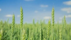 Выпускные и лососевая путина: главные новости июня 2023 года в Сахалинской области