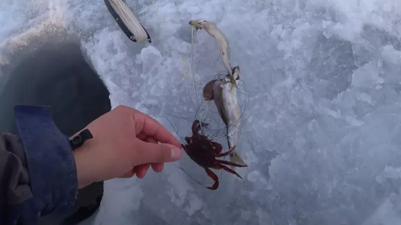 Блогер объяснил, что не так с сахалинскими крабами