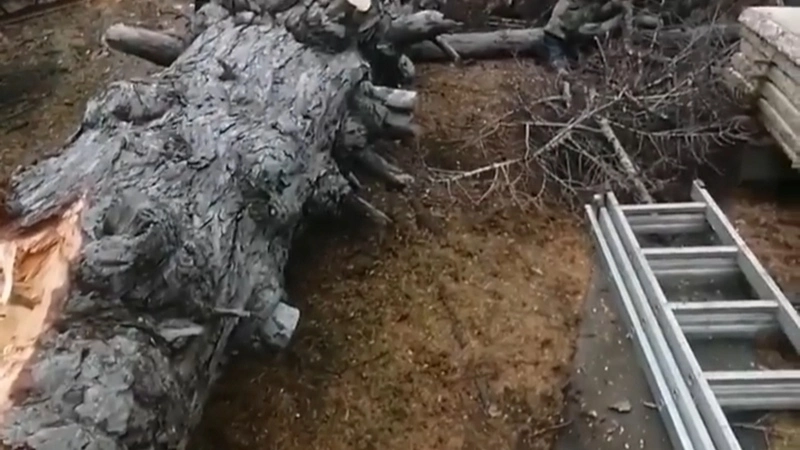 «Может быть, помогут»: дерево рухнуло на жилой дом на Курилах