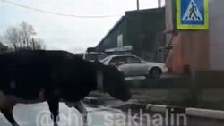 Ни дня без коров. Рогатый террор продолжается на севере Сахалина